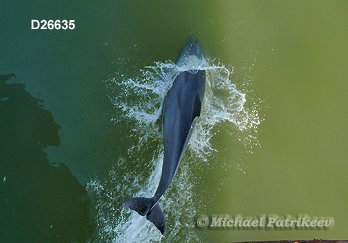 Common Bottlenose Dolphin (Tursiops truncatus)